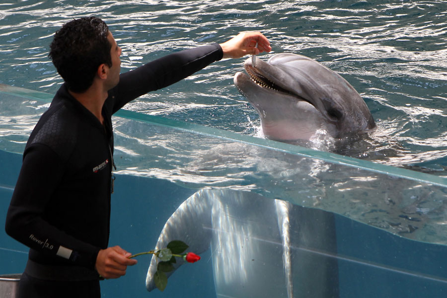 جشنواره پارک دلفین های کیش | بدو کیش
